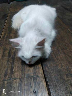 Catster & Co บ้านพักพิงแมวจร tweet media