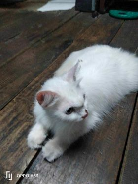 Catster & Co บ้านพักพิงแมวจร tweet media