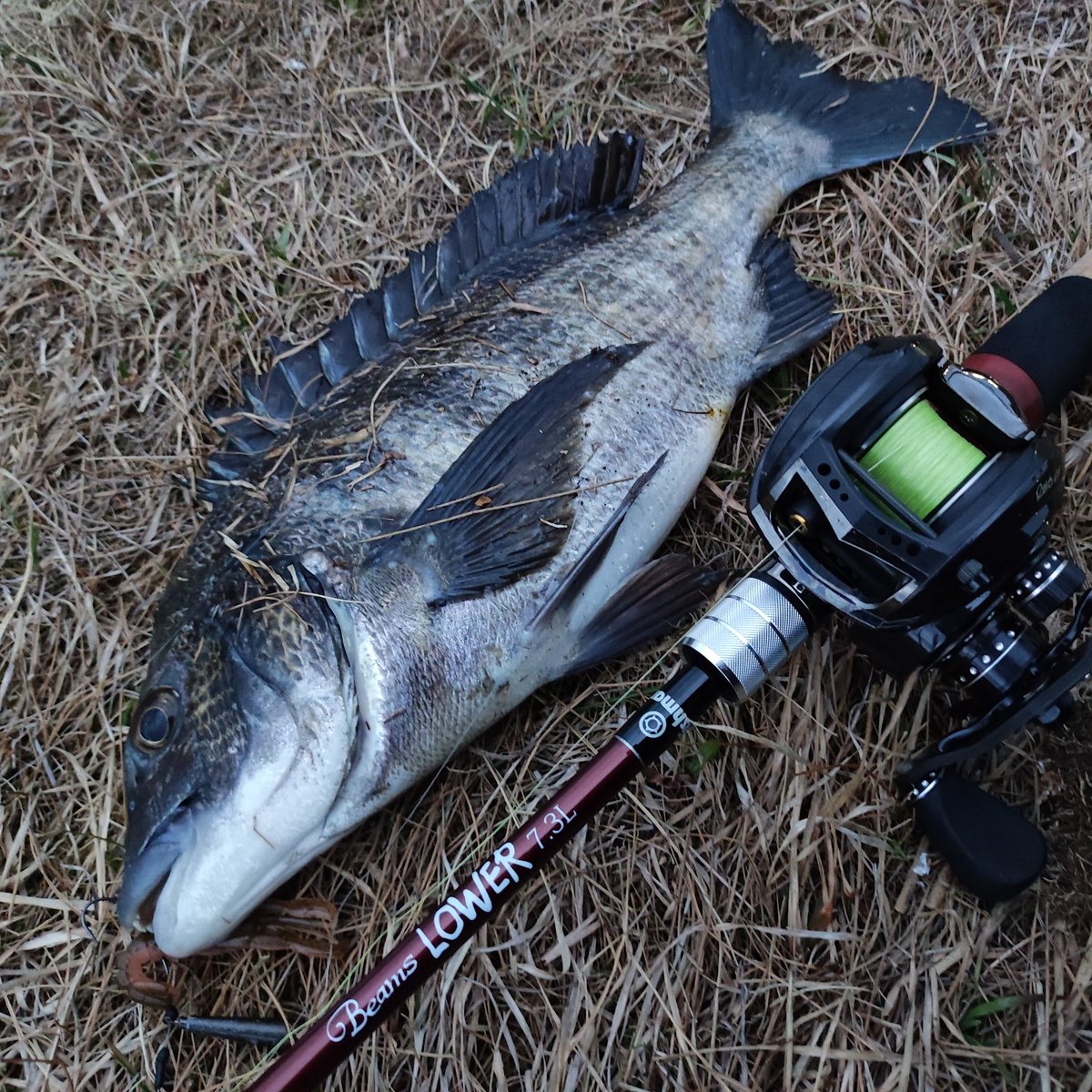 見えチヌがいたので、ボトムずる引きで🎣
#Fishman
#Bottomup