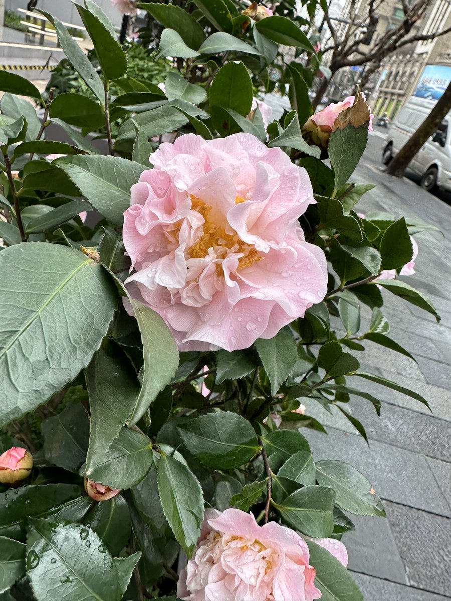 Women of Polynesia🌺 tweet media