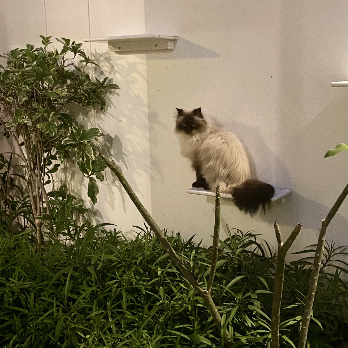 PoppyTheAdopted's tweet photo. @BSPCA_BH I’m Poppy and was adopted in 2018. Life is purrfect 😻 https://t.co/yqzHsRZEcD