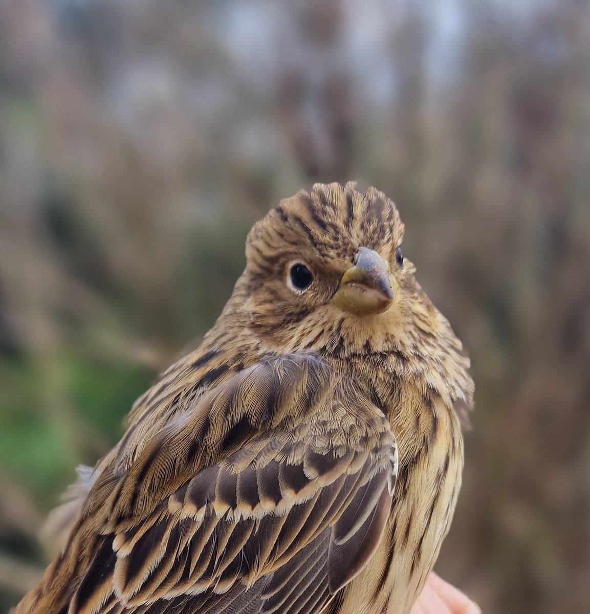 This is Andy or @handles4forks. Andy is a brilliant nature friendly farmer, who quietly does so much for farmland birds, whilst running a farm. Since 2014 we have seen Corn bunting numbers increase from 2 to 50+ thanks to him! A real nature hero! Yesterday we caught a few too!