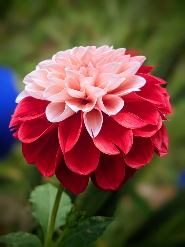 Good morning fellow farmers,
Nowadays I'm in my floriculture practices, this beautiful flower is called DAHLIA,🥀🪴🪴🪴🪴☘️💞