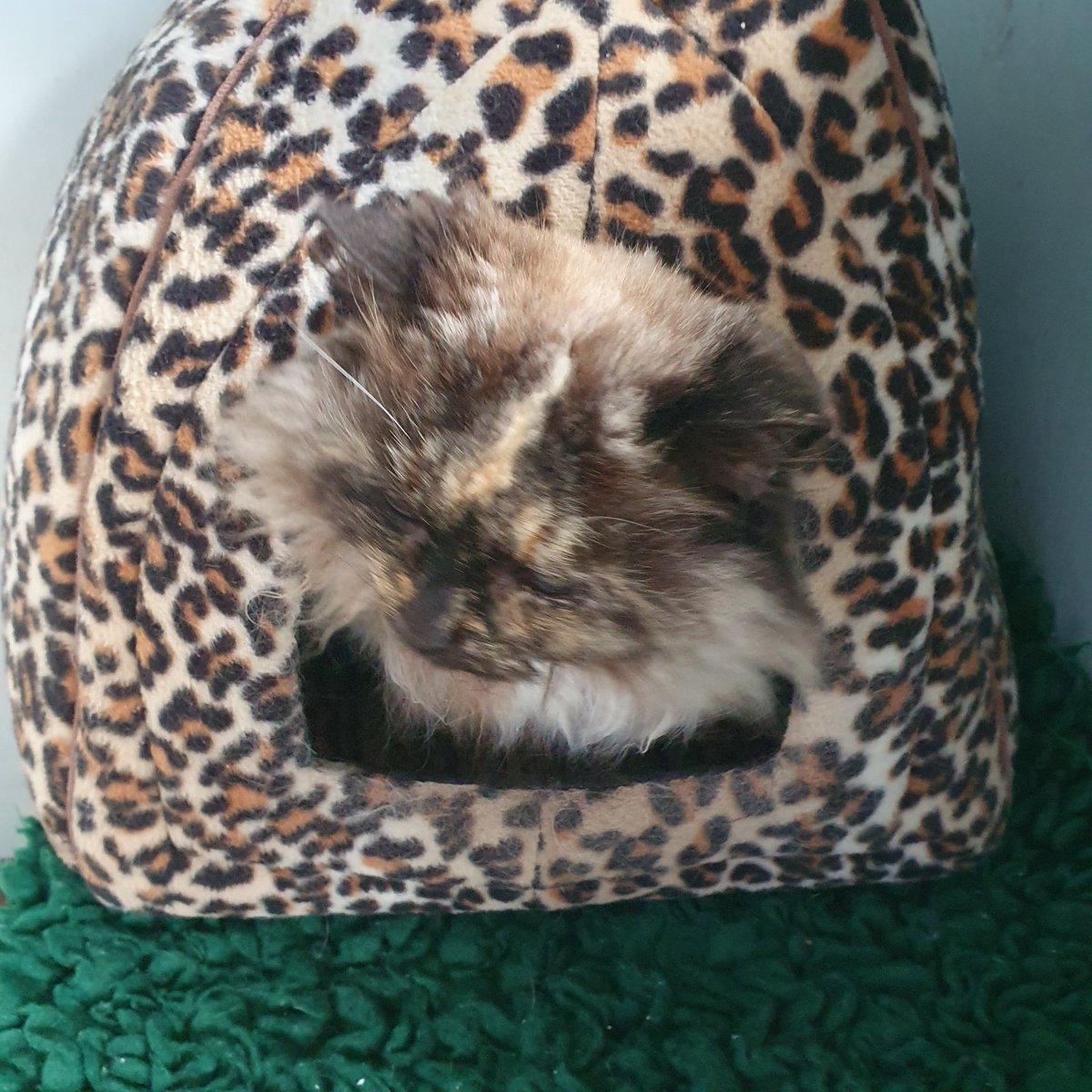 #Caturday and Tula has decided it is probably best to spend another day in her igloo. It's cold & windy & the volunteers can attend to her needs.#inthecompanyofcats #seniorcats #catrescue #rescuecats #catsrock #catvibes #saturday