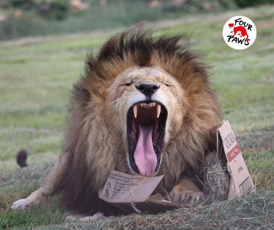 #SanctuarySaturday
It’s #ShoutOutSaturday at LIONSROCK Big Cat Sanctuary. Share your love, give us a re-tweet by commenting with the name of your favourite LIONSROCK big cat 🦁🐯
📷: © FOUR PAWS | MONIKA GIRARDI