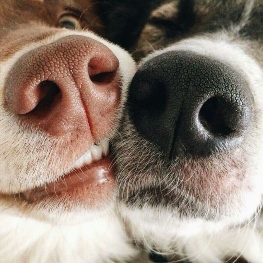 out of context dogs (@contextdogs) on Twitter photo 