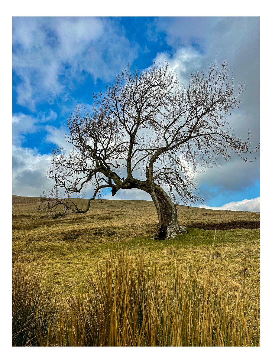 The Frandy Tree Glendevon, Scotland.