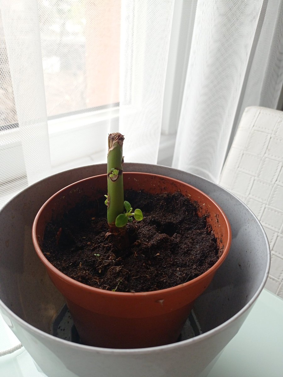 Çiçeğimi kırdılar o yeniden filizlendi (konu çiçek değil genel)