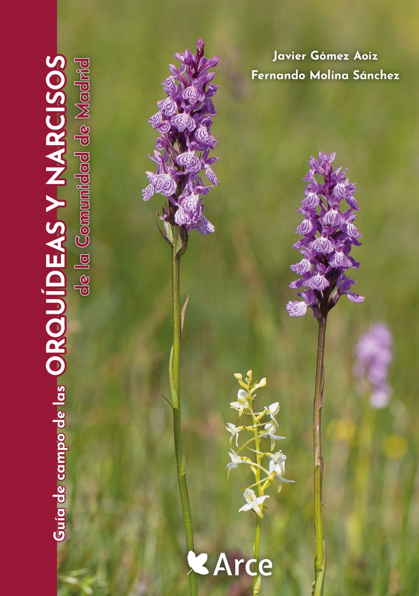 JavierGomezAoiz's tweet photo. ¡Qué ilusión me hace poder anunciar la publicación de este nuevo libro, la “Guía de campo de las orquídeas y narcisos de la Comunidad de Madrid”!
Ya disponible en @LibreriaLinneo y en la tienda del @mncn_csic:
https://t.co/twAjzA70vW
Como siempre, se agradece la difusión 🙂 https://t.co/FTpYAlXw2B
