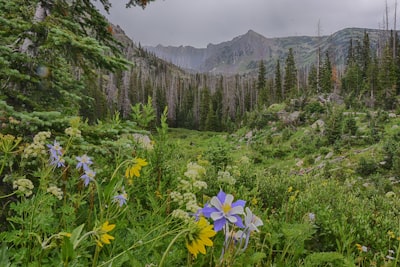 Photo By Joshua Sharf 
#rockies #localscene #mtrainier #standupcomedy #lakenona