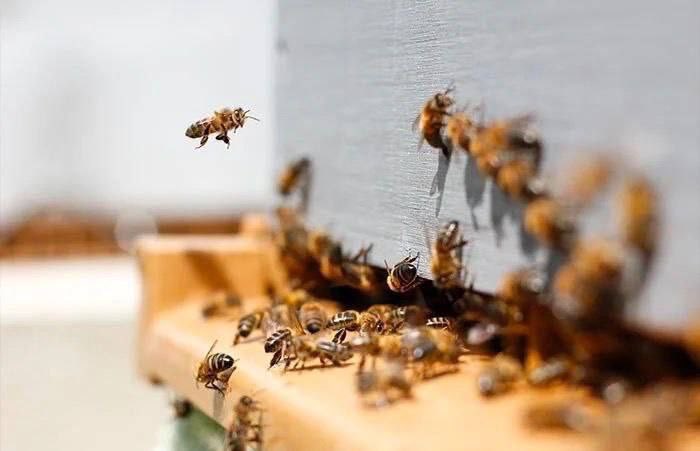 jaouad2d's tweet photo. Bees getting drunk on alcohol and being denied entry to the hive until they sober up is quite an interesting behavior. ๐๐บ #DrunkBees #HiveBehavior https://t.co/H2Z0tAfjk7