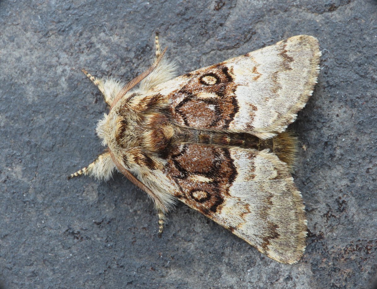 Weymouth: March Moth and Nut-tree Tussock were both nfy. The latter seems incredibly early, I can find hardly any March records on DMG. Anyone else had one yet? Also Dark Sword-grass.