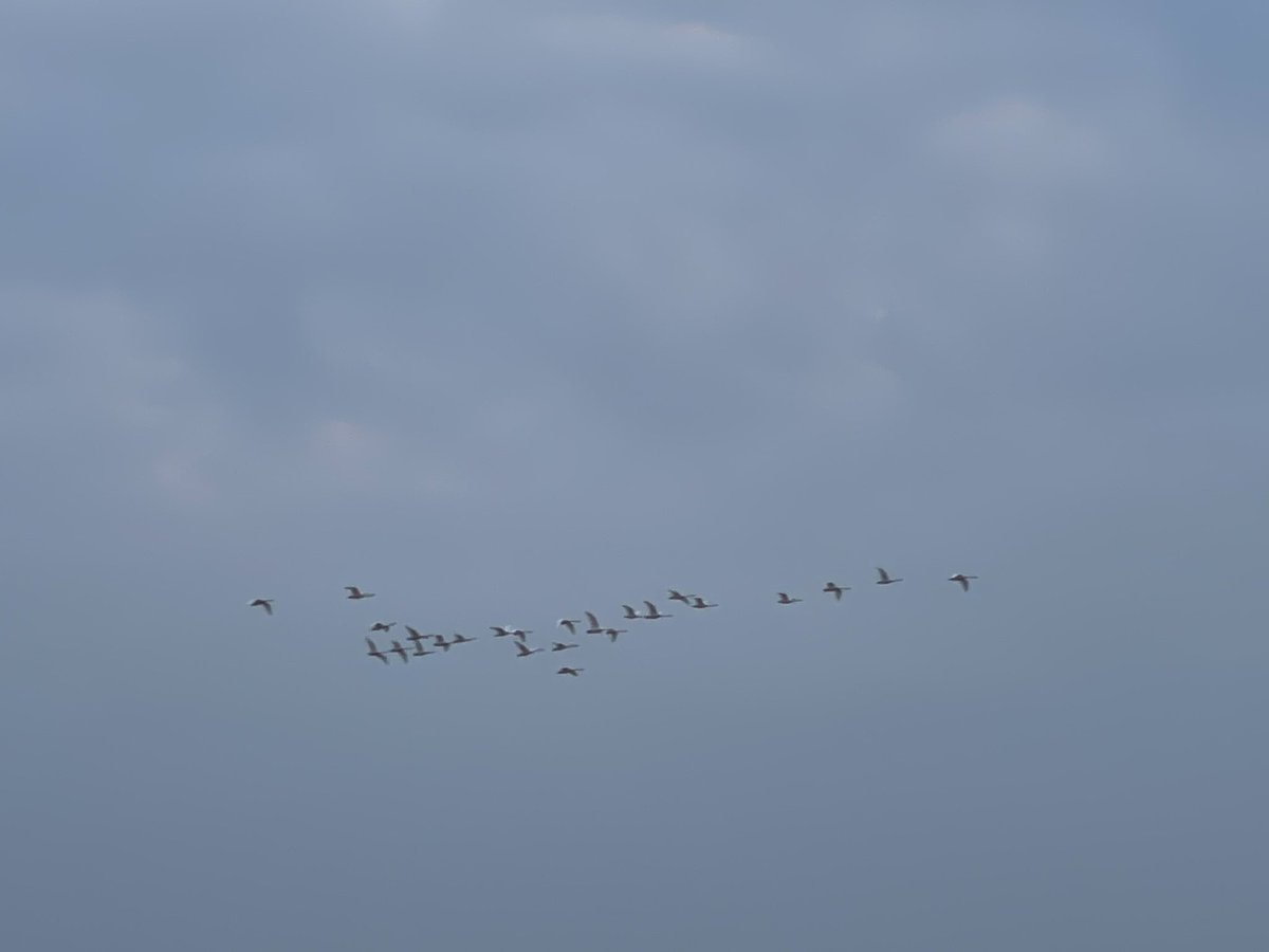 I associate Whooper passage locally with calm days but plenty taking advantage of a tailwind on Walney today.