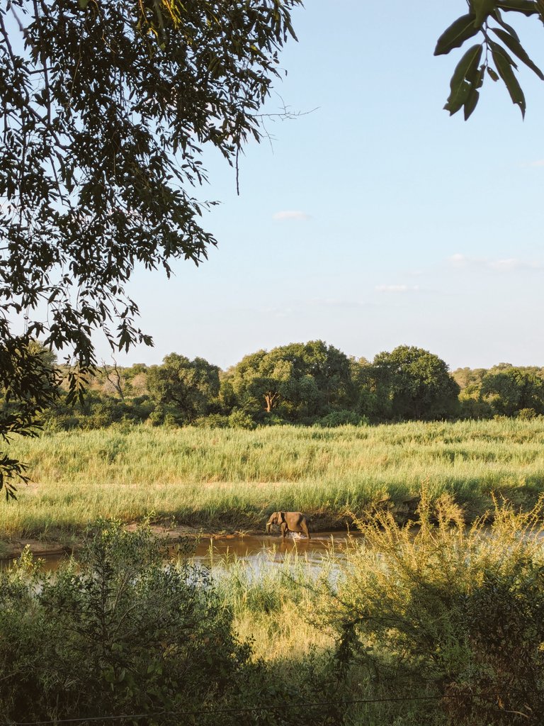 Grateful for the opportunity to have participated at the inspiring #Savanna #Science Network Meeting! Many new insights into this complex ecosystem, great connections and hopefully future collaborations. Ready for the next phase of my #PhD! #SSNM2024 #SSNM