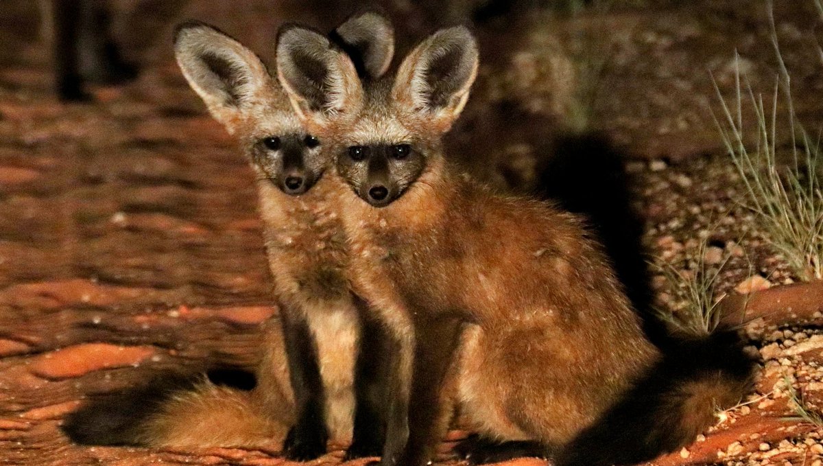 DSalernoTravel's tweet photo. WE'RE ALL EARS @ #DonnaSalernoTravel
We listen to what you would like to experience on your travels and deliver the best travel memories!
#BatEaredFoxes #Africa #Wildlife #LuxuryTravelExperiencesWorldwide https://t.co/B5JATMvKAQ