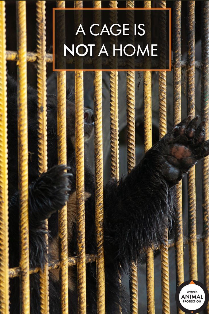 World Animal Protection US tweet media