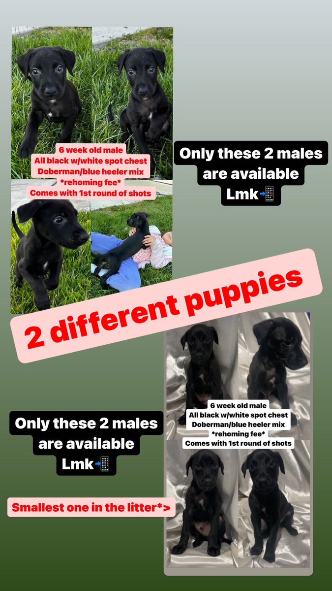 Doberman mix blue heeler puppies ready for a new home 
There is a rehoming fee , lmk if you’re interested ☺️🐾📍 IE Area

#puppy #puppylove #puppyoftheday #blueheeler #puppylife #cutepuppy #puppydog #puppyeyes #germanshepherdpuppy #sleepypuppy #doberman #gsdpuppy #mixpup #IE