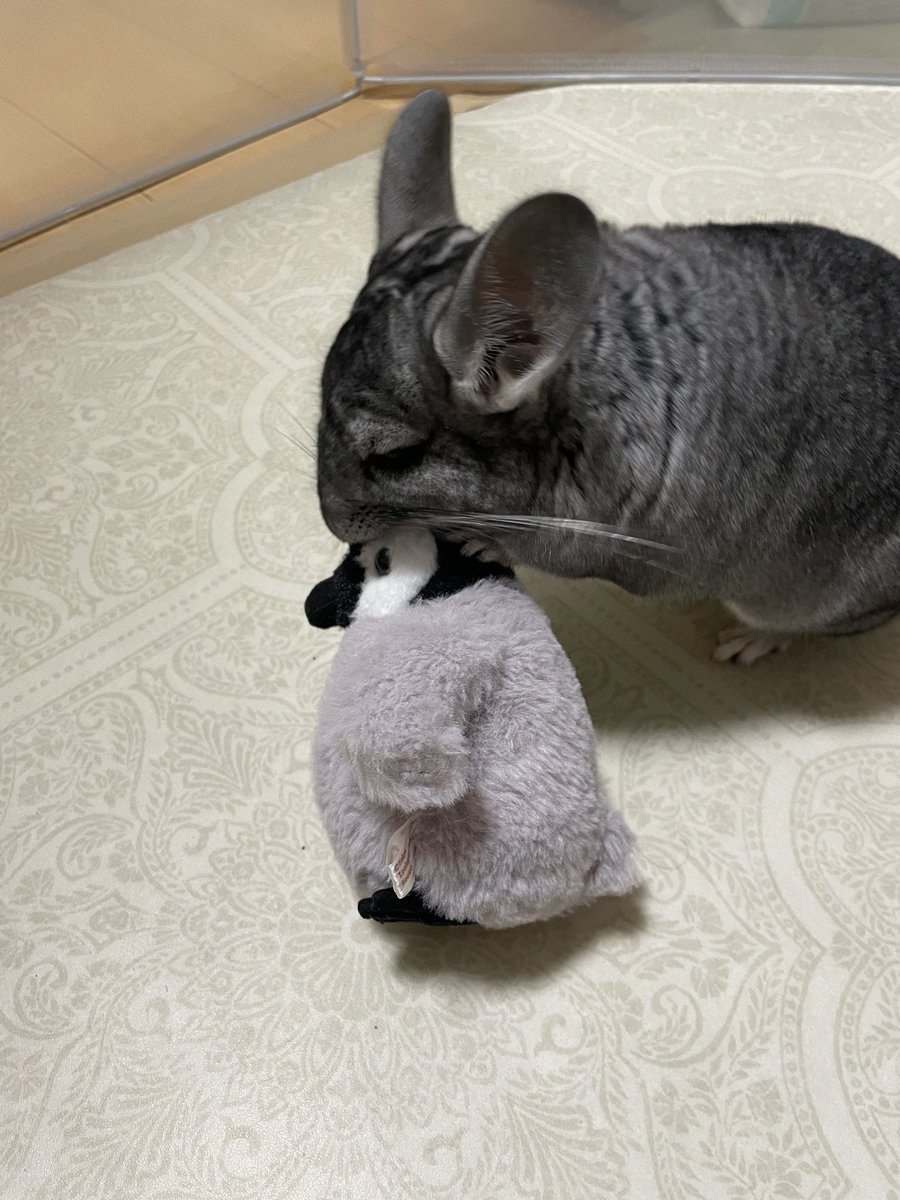 chinchillapi's tweet photo. ずっと更新してなかった💦
今日はペンギンの赤ちゃんに興味があるラピ🐭 https://t.co/aMkpj9gPyG