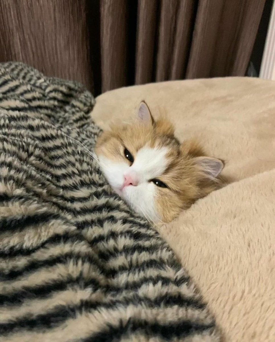 contents that ll heal your depression 🌻 (@catshealdeprsn) on Twitter photo 