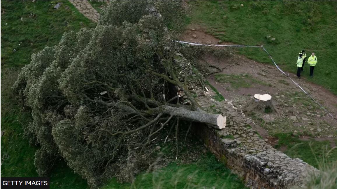 There's fresh hope for the iconic Sycamore Gap Tree as experts grow seedlings from the felled tree that could turn into adult trees in 25 years bbc.co.uk/newsround/6852…