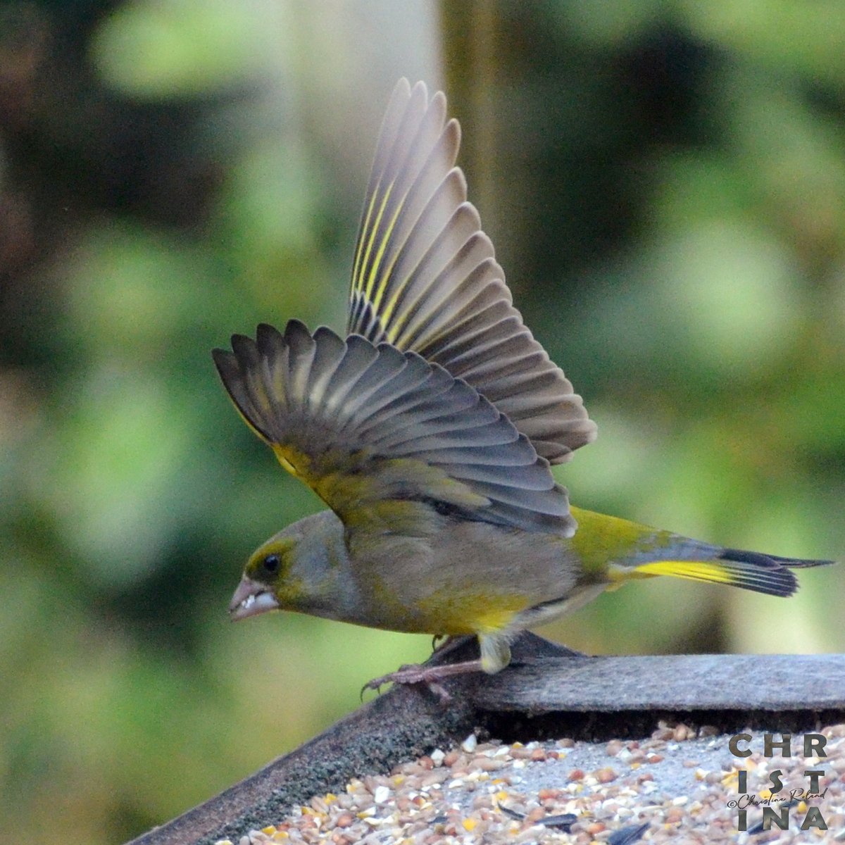 ChrRoland's tweet image. #ReadyForTakeOff