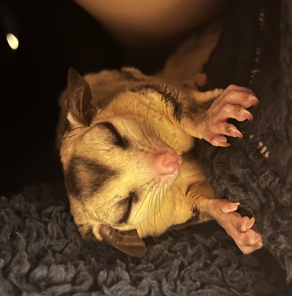 眠たい

#フクロモモンガ 
#フクモモ 
#エキゾチックアニマル
#sugarglider