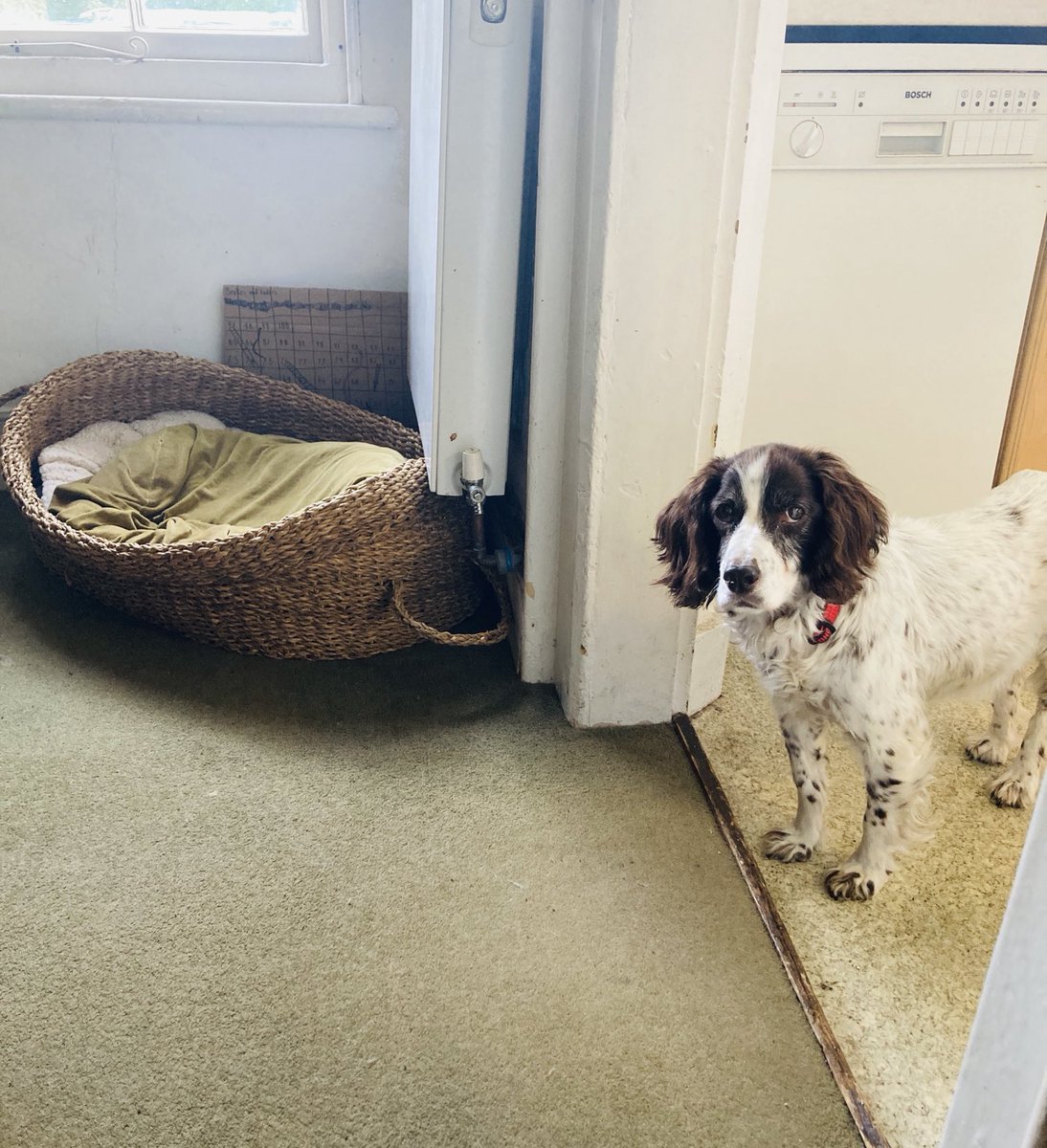 Bartlebeans's tweet photo. She just stands and stares at me. It’s disconcerting. #oldpets #agingpets #mydogtulip #doggydementia https://t.co/vbyMPo4ew9