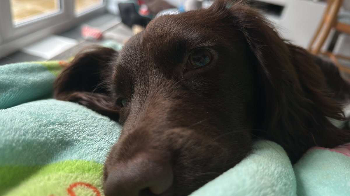 He’s such a smart pup… only went and got me a card some flowers and a bag for an early Mother’s Day #MothersDay #pupslife
