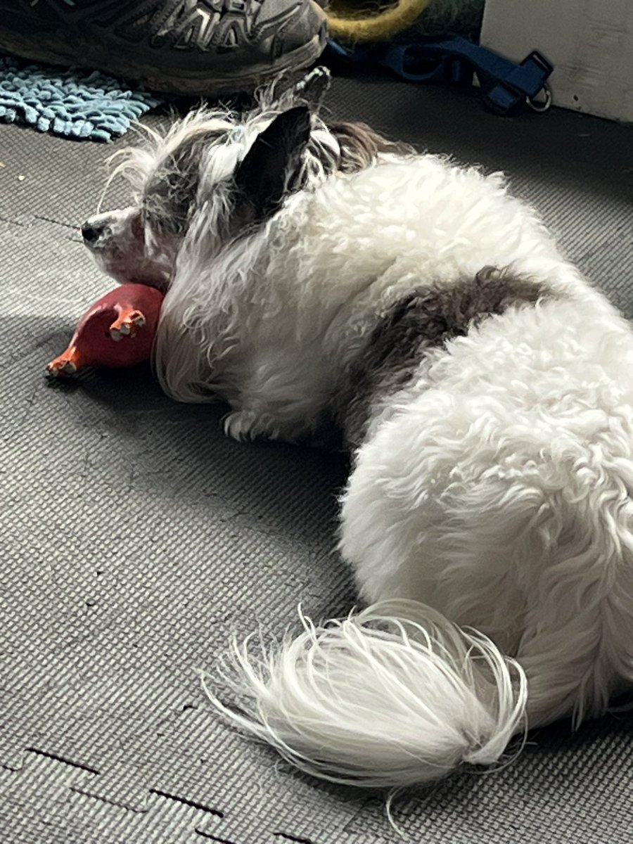 RJDunstan's tweet photo. @bunsenbernerbmd Soji, content with her favourite rubber chicken and a slice of sunbeam. 🥰 https://t.co/N0L8K8RZ8I