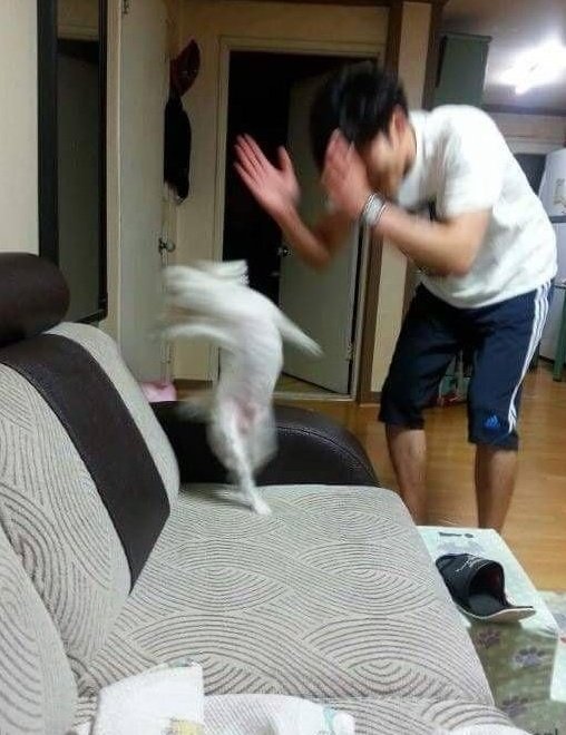 이 춤추는 강아지 양쇼타 하루키는 박수 안침 걍 양쇼타강쥐 혼자 박수치고 춤추고 돌고 다 함