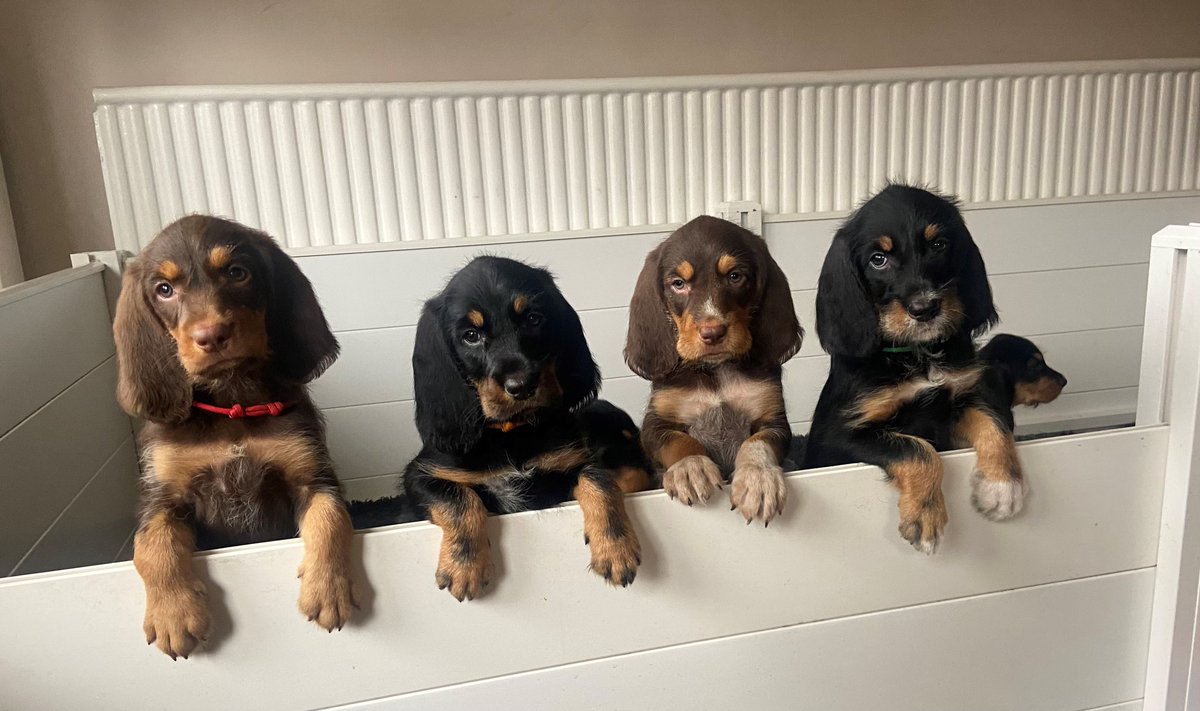 Krisp06's tweet photo. #Otterhounds !!! @patrick_kidd had no idea you were a fan.
Of the 18 puppies born last year here are four of them.
#Ottaryx :
Valley, Vandal, Voyager and Vision
(KC names obvs.)
Pic (c) Sarah Porter https://t.co/nO7Os3FpRT