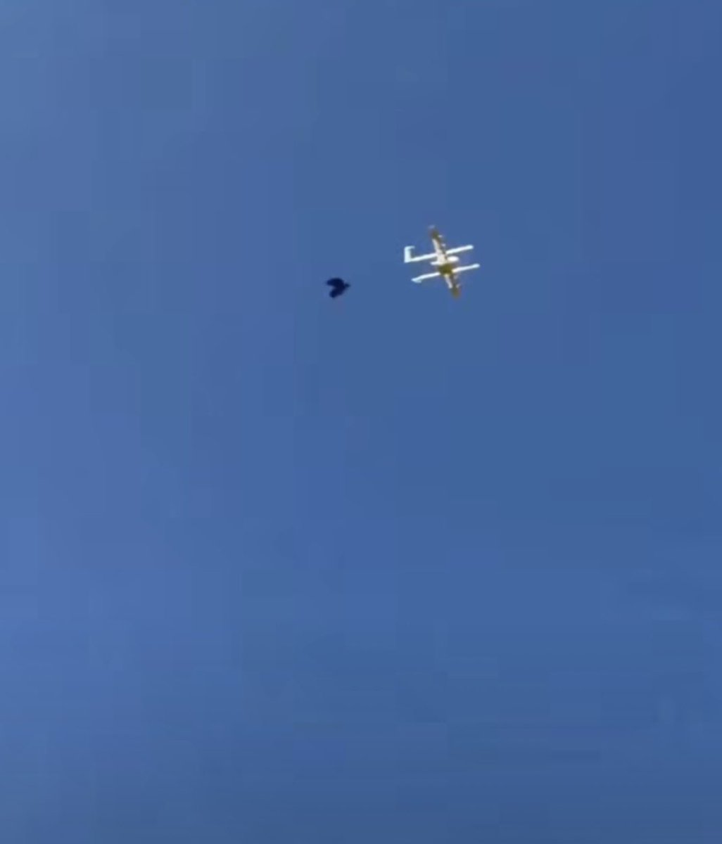 dronehito's tweet photo. 飛行中のドリフト機にカラスが攻撃❗️本当に攻撃するのですね。
#ドローン
#ドローン空撮
#ドローンスクール
#ドローン協会
#群馬県ドローン普及協会
#Hito企画ドローン事業部
#群馬県
#伊勢崎市
#鳥獣駆除 https://t.co/knmJv136z8