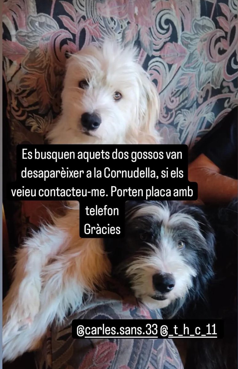 kamatortuga's tweet photo. 🆘🆘 Aquest parell de gossets s’han perdut a la #Cornudella‼️ si algú els veu que m’ho digui🫶🏻🫶🏻
Gràcies! https://t.co/TMFnB7Bnn0