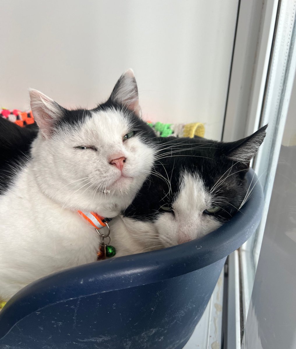newstartcats1's tweet image. Saturday snuggles for Charlie and Gilbert this morning whilst I cleaned… these are such lovely boys - Gilbert was a little shy initially, but Charlie (who loves fuss) gives him confidence 💜 #AdoptDontShop #RescueCat #FIVCat - Holly