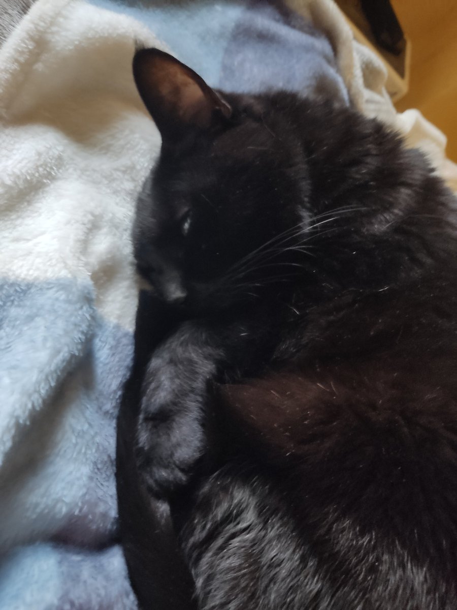 tiaraverde's tweet photo. #QueLoco que mis gatitas aún sigan conmigo 🐈🐈⬛🐾@PonchoYezka https://t.co/FOkPYuu02V