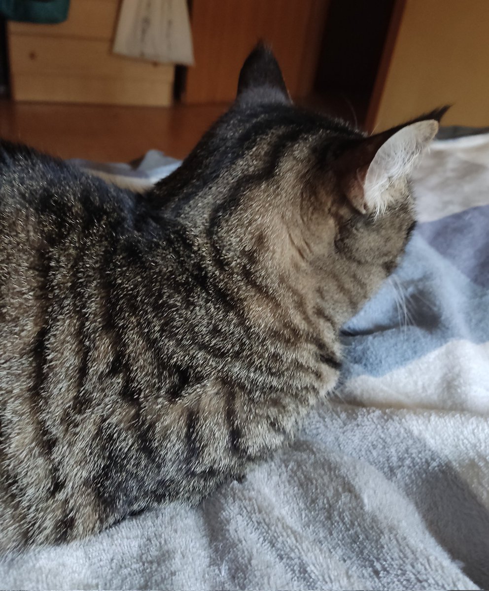tiaraverde's tweet photo. #QueLoco que mis gatitas aún sigan conmigo 🐈🐈⬛🐾@PonchoYezka https://t.co/FOkPYuu02V