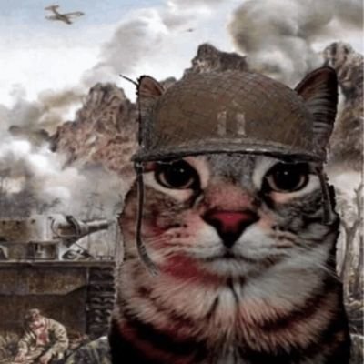 WarcatOnSol's tweet photo. study helmets ⛑️

study cats 🐈 https://t.co/h2iEk2sA5y
