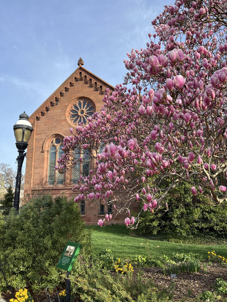 🌸 Magnolia Update 🌸 The saucer magnolias are opening up in the Enid A Haupt Garden. Our horticulturist for the garden, Michael, suggests visiting this weekend to catch the magnolias at this stage of bloom (his favorite!), but he predicts peak bloom will be next week.