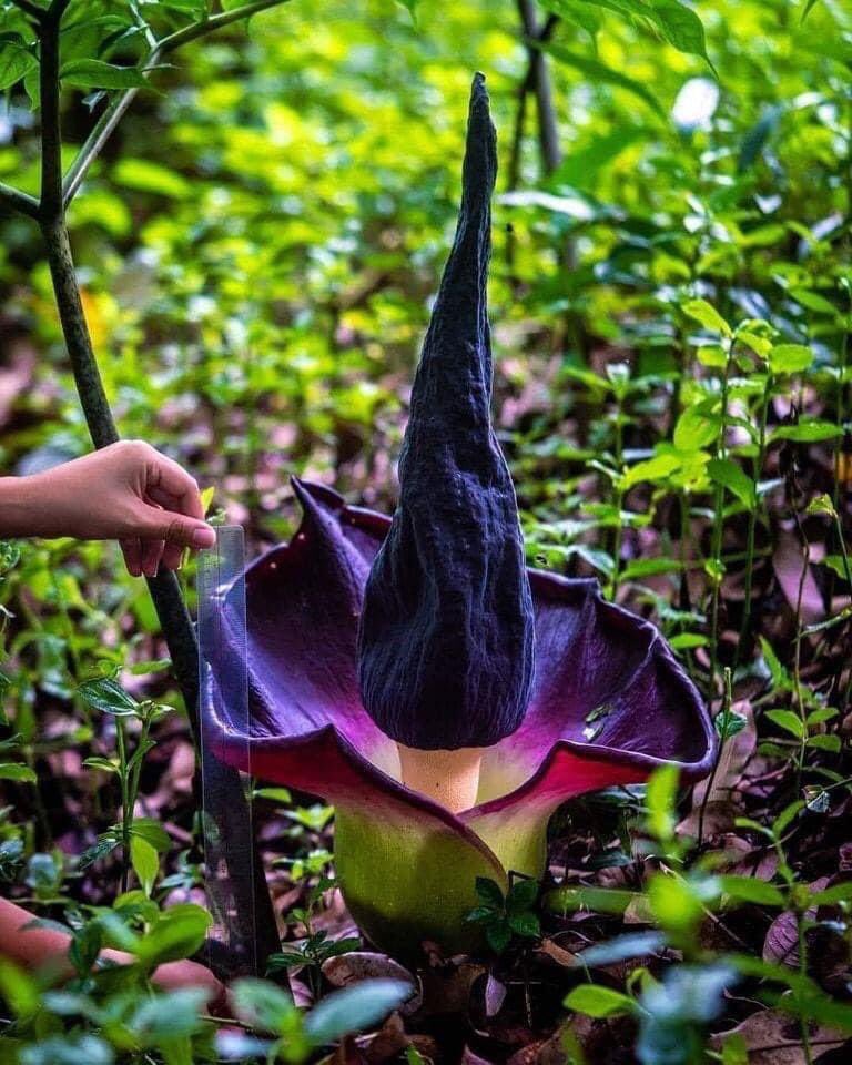 Un spécimen de 2 pieds de haut de la fleur de Pongapong (Amorphophallus paeoniifolius) en pleine floraison pendant la saison des pluies. On dirait un chapeau de sorcière et c'est l'une des plantes les plus rares trouvées dans la géoréserve de Masungi, aux Philippines.