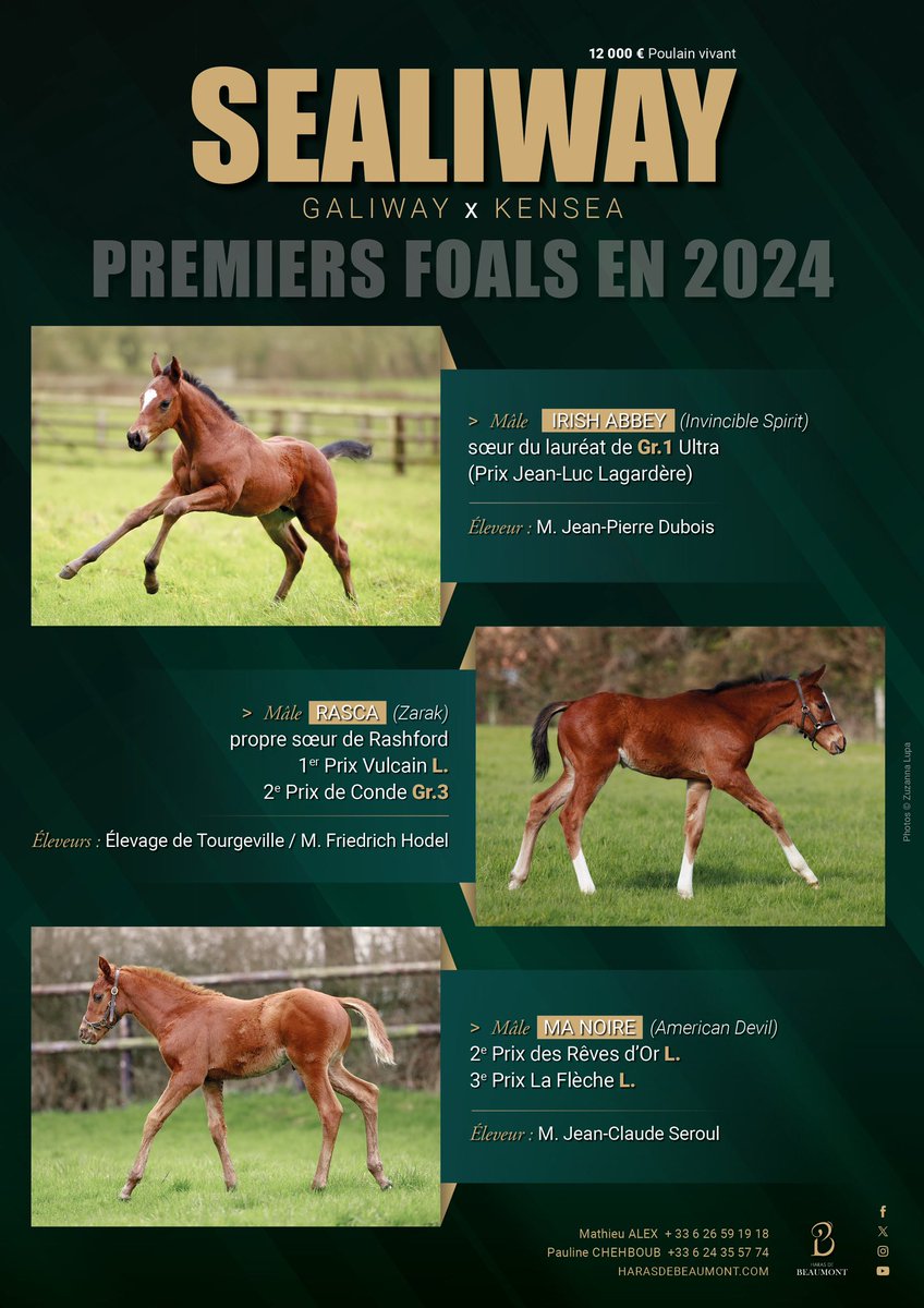 Pour sa première saison de monte en 2️⃣0️⃣2️⃣3️⃣, #SEALIWAY est l’étalon le plus populaire avec plus de 166 juments saillies 🔝 En 2️⃣0️⃣2️⃣4️⃣ les premiers foals de #Sealiway sont nés 👇🏼