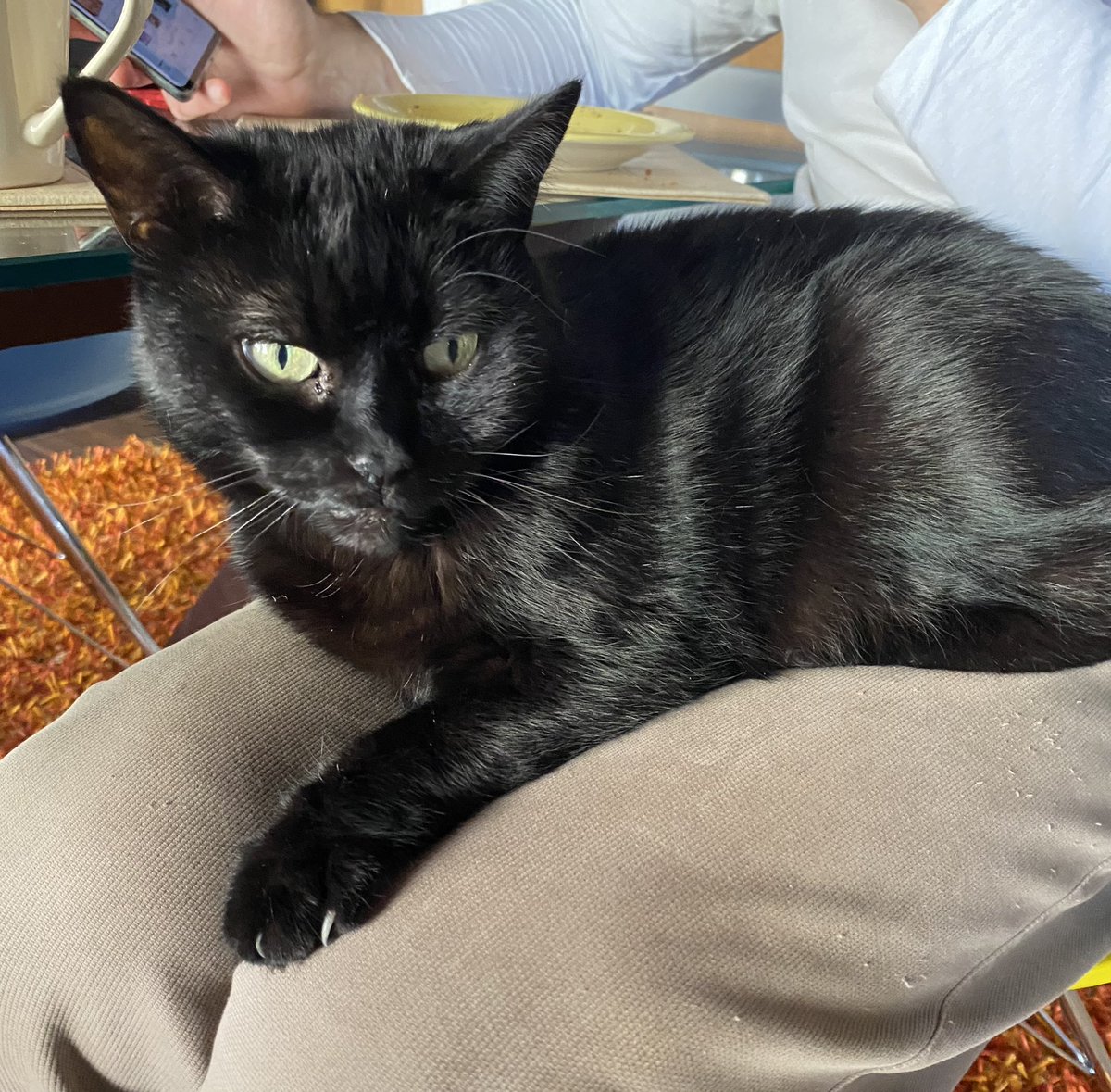 juanitafan's tweet photo. Happy #Caturday dear furriends ๐บmake best use of hoomans, they make comfy heated cat pads says Missy ๐โโฌ ๐น #panfursquad #CatsOfTwitter #BlackCatRules https://t.co/ex4T33iJ3X