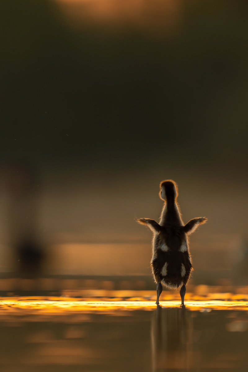 Mahesh Sivadas tweet media