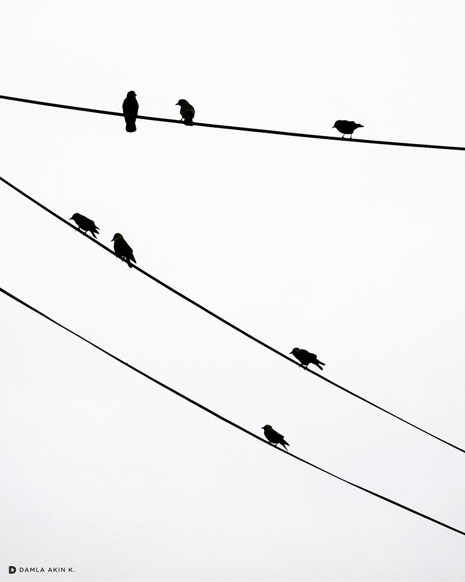Teldeki kuşlar🖤

#teldekikuşlar 
#birdphotography 
#birdsonthewire 
#birdsonawire