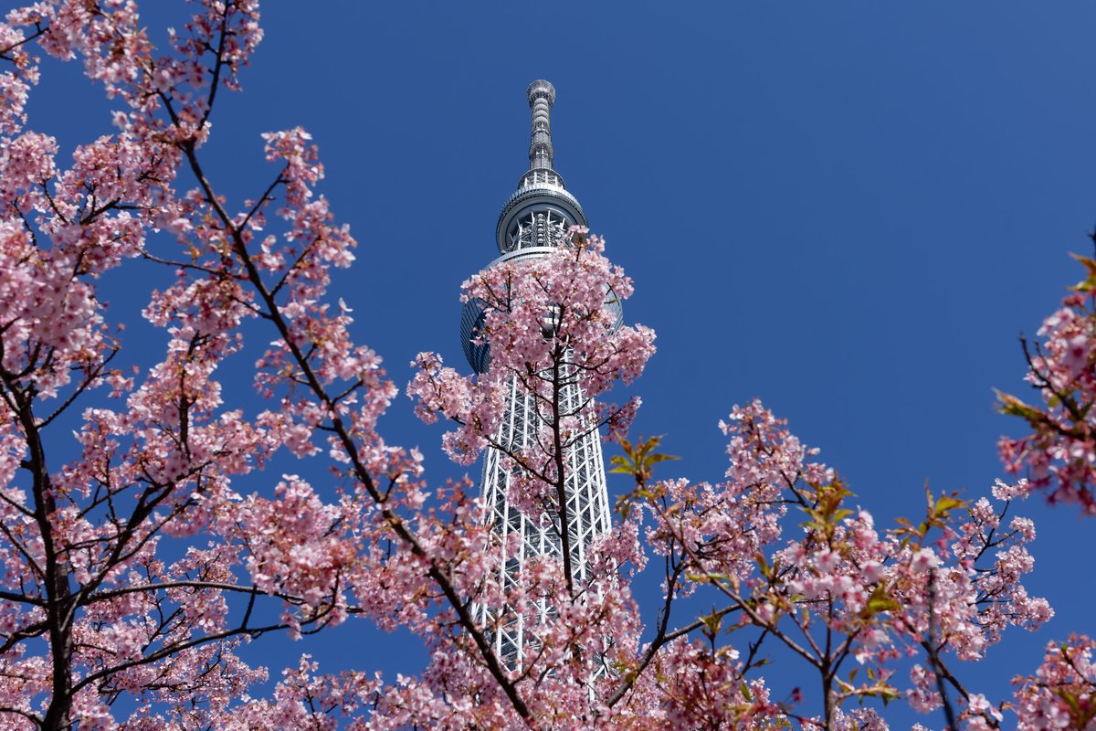 LampWork_Photo's tweet photo. #東京スカイツリー ＆ #河津桜 
この時期の定番な写真です。
散り始めていました。
#LUMIX
#DCS5
#DC_S5
#写真好きな人と繋がりたい
#カメラ好きな人と繋がりたい
#カメラ上手くなりたい
#写真上手くなりたい https://t.co/Np28AXBByy