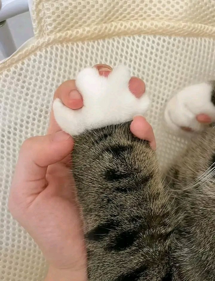 Fluffy paw 🐾