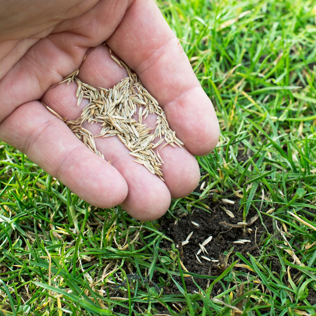 Now is a great time to research what kind of lawn seed you would like to purchase. Maybe you have a new lawn to seed or are simply looking to reseed an area that was damaged over the winter. This publication can help!

See more at store.extension.iastate.edu/product/5082