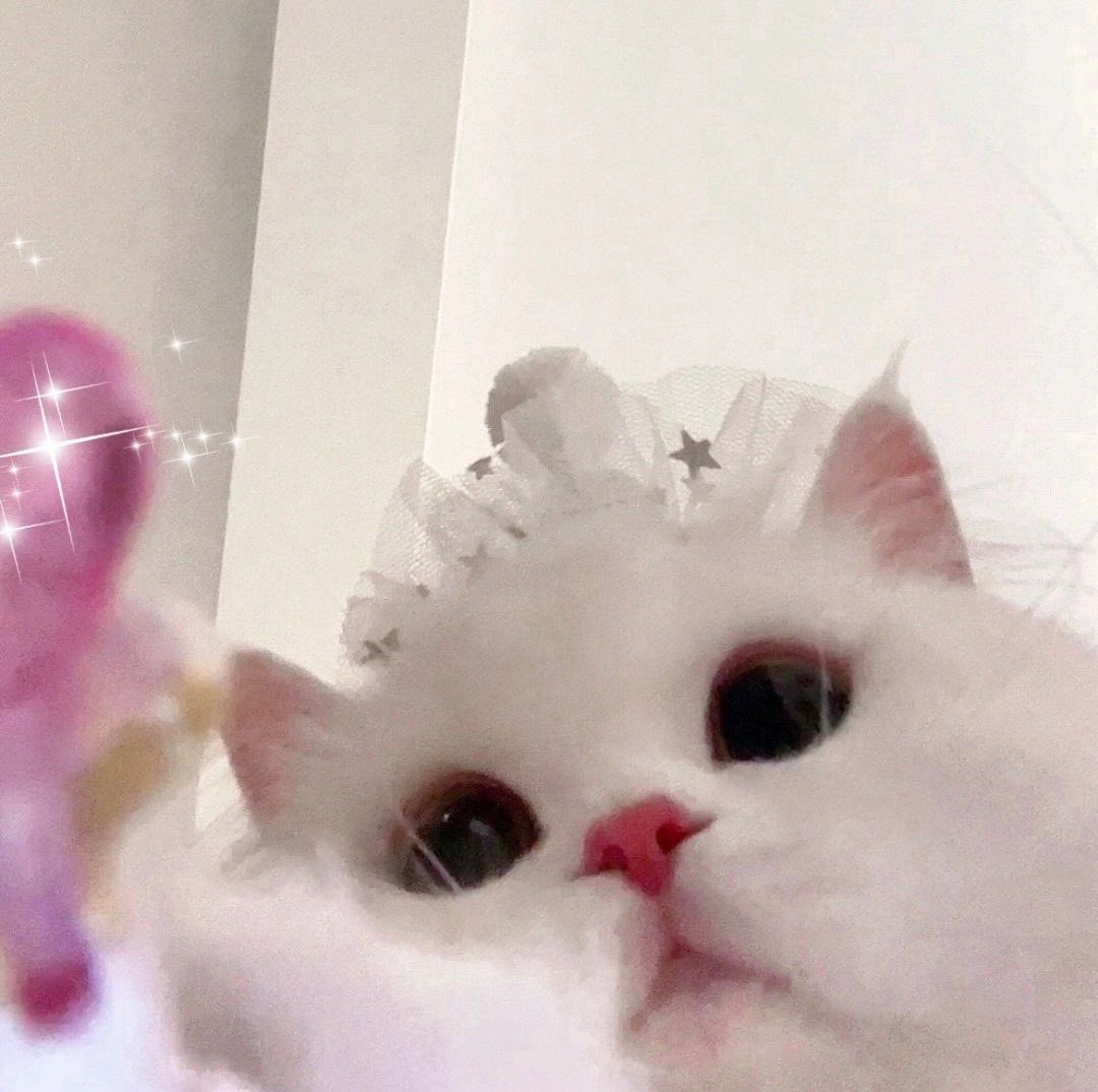 ͙͘͡★ Greetings, lovely customers! We’ve decided to sprinkled some fairy dust to let you choose the 'ordinary' or ‘normal’ pastries from our whimsical menu. Our tale began with a dash of eccentric and unique, aspiring to stand out from ordinary shops. ⁺₊˙ ⌢ ☆˚⭑