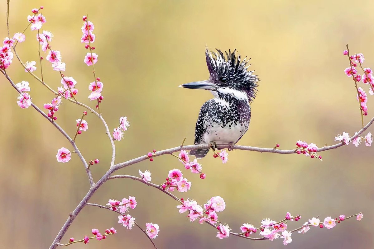 lin hillside tweet media