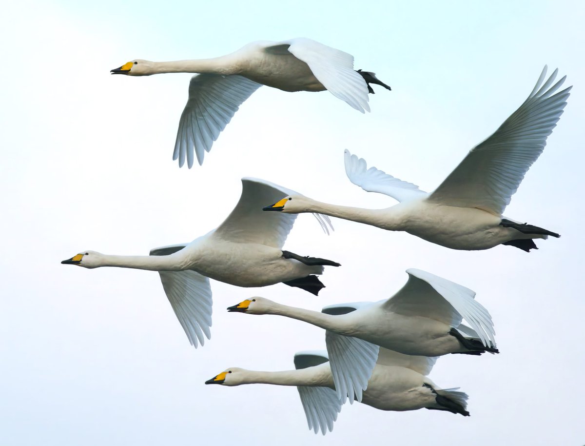 Lots of Whoopers still on the move around Sheffield today.