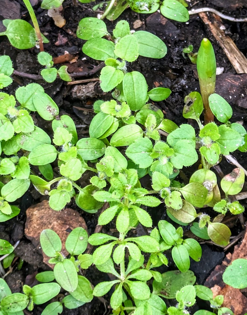GuyBarter's tweet photo. I rather like weeds - my new book is all about them. Here speedwell contest with cleavers (wheel like leaves). The cleavers are doomed as grass will be sown &amp; they prefer bare soil but some  speedwell will persist to support wildlife with flowers/seeds https://t.co/zZRzp0UL3P